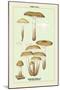 Edible Fungi: Honey-Colored Armillaria-null-Mounted Art Print