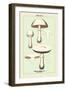 Edible Fungi: Horse Mushroom-null-Framed Art Print