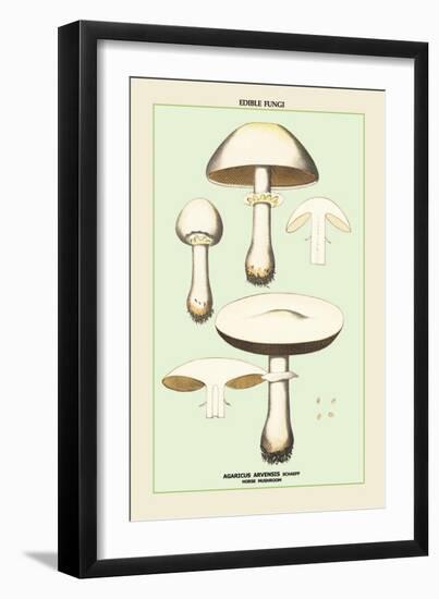 Edible Fungi: Horse Mushroom-null-Framed Art Print