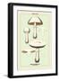 Edible Fungi: Horse Mushroom-null-Framed Art Print