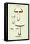 Edible Fungi: Horse Mushroom-null-Framed Stretched Canvas