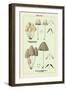 Edible Fungi: Inky Coprinus-null-Framed Art Print