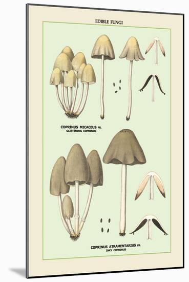 Edible Fungi: Inky Coprinus-null-Mounted Art Print