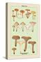 Edible Fungi: Involute Paxillus-null-Stretched Canvas