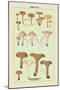 Edible Fungi: Involute Paxillus-null-Mounted Art Print