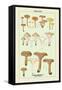 Edible Fungi: Involute Paxillus-null-Framed Stretched Canvas