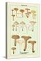 Edible Fungi: Involute Paxillus-null-Stretched Canvas