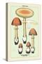 Edible Fungi: Orange Amanita-null-Stretched Canvas