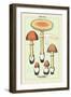 Edible Fungi: Orange Amanita-null-Framed Art Print