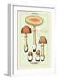 Edible Fungi: Orange Amanita-null-Framed Art Print