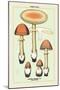 Edible Fungi: Orange Amanita-null-Mounted Art Print