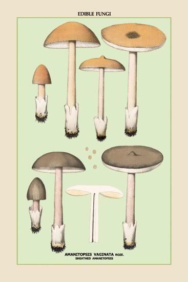 Art Print, , large