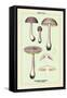 Edible Fungi: Violet Cortinarius-null-Framed Stretched Canvas