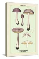 Edible Fungi: Violet Cortinarius-null-Stretched Canvas