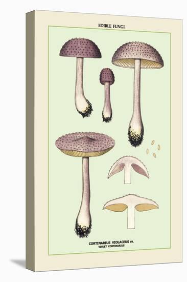 Edible Fungi: Violet Cortinarius-null-Stretched Canvas