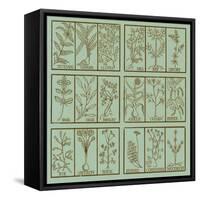 Edible herbs-Science Source-Framed Stretched Canvas