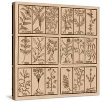 Edible herbs-Science Source-Stretched Canvas