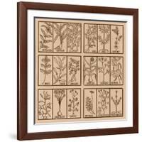 Edible herbs-Science Source-Framed Giclee Print