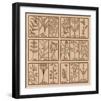 Edible herbs-Science Source-Framed Giclee Print