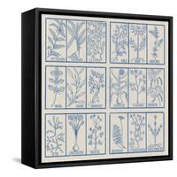 Edible herbs-Science Source-Framed Stretched Canvas