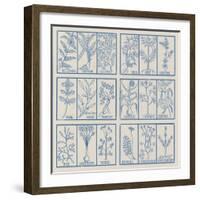 Edible herbs-Science Source-Framed Giclee Print