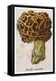 Edible Morchella-null-Framed Stretched Canvas