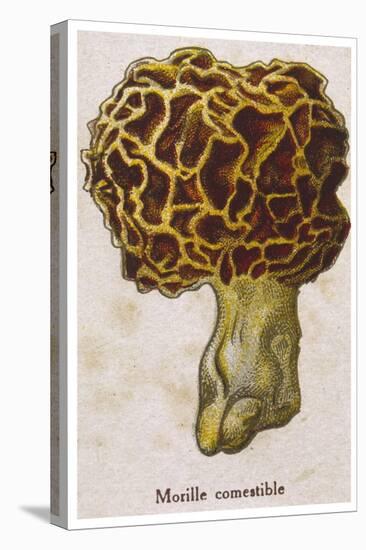 Edible Morchella-null-Stretched Canvas