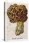 Edible Morchella-null-Stretched Canvas