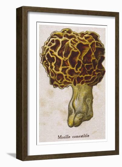 Edible Morchella-null-Framed Art Print