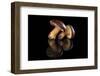 Edible Mushroooms-Eskymaks-Framed Photographic Print