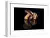 Edible Mushroooms-Eskymaks-Framed Photographic Print