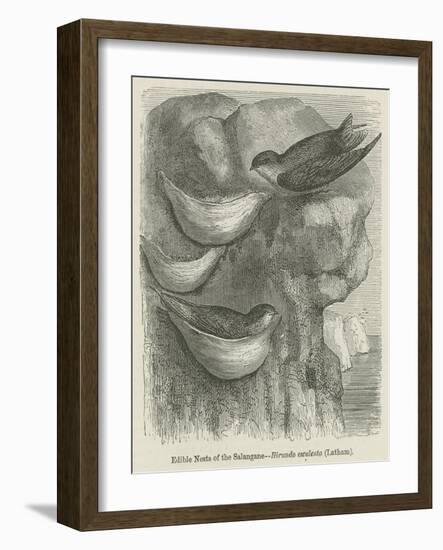 Edible Nests of the Salangane-null-Framed Giclee Print