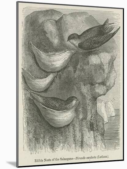 Edible Nests of the Salangane-null-Mounted Giclee Print