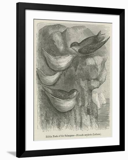 Edible Nests of the Salangane-null-Framed Giclee Print