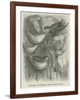 Edible Nests of the Salangane-null-Framed Giclee Print