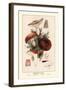 Edible Russucae-William Hamilton Gibson-Framed Art Print