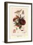 Edible Russucae-William Hamilton Gibson-Framed Art Print