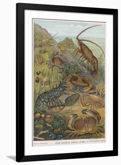 Edible Shellfish-null-Framed Art Print