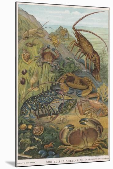 Edible Shellfish-null-Mounted Art Print