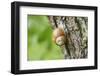 Edible snail, helix pomatia, trunk, close-up-David & Micha Sheldon-Framed Photographic Print