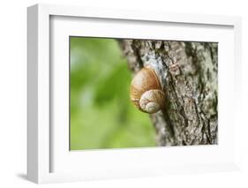 Edible snail, helix pomatia, trunk, close-up-David & Micha Sheldon-Framed Photographic Print