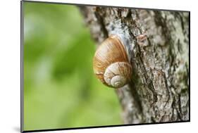 Edible snail, helix pomatia, trunk, close-up-David & Micha Sheldon-Mounted Photographic Print