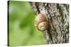 Edible snail, helix pomatia, trunk, close-up-David & Micha Sheldon-Stretched Canvas