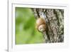 Edible snail, helix pomatia, trunk, close-up-David & Micha Sheldon-Framed Photographic Print