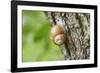 Edible snail, helix pomatia, trunk, close-up-David & Micha Sheldon-Framed Photographic Print