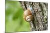 Edible snail, helix pomatia, trunk, close-up-David & Micha Sheldon-Mounted Photographic Print