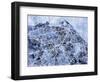 Edinburgh City Street Map-Michael Tompsett-Framed Art Print