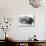 Edison, Phonograph-null-Mounted Photographic Print displayed on a wall