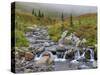 Edith Creek, Mt. Rainier National Park, Washington, Usa-Jamie & Judy Wild-Stretched Canvas