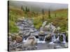 Edith Creek, Mt. Rainier National Park, Washington, Usa-Jamie & Judy Wild-Stretched Canvas